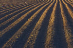 Field of plowed rows preparing for planting.